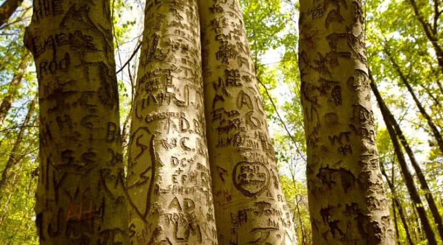 Community Tree on the Meditation Trail
