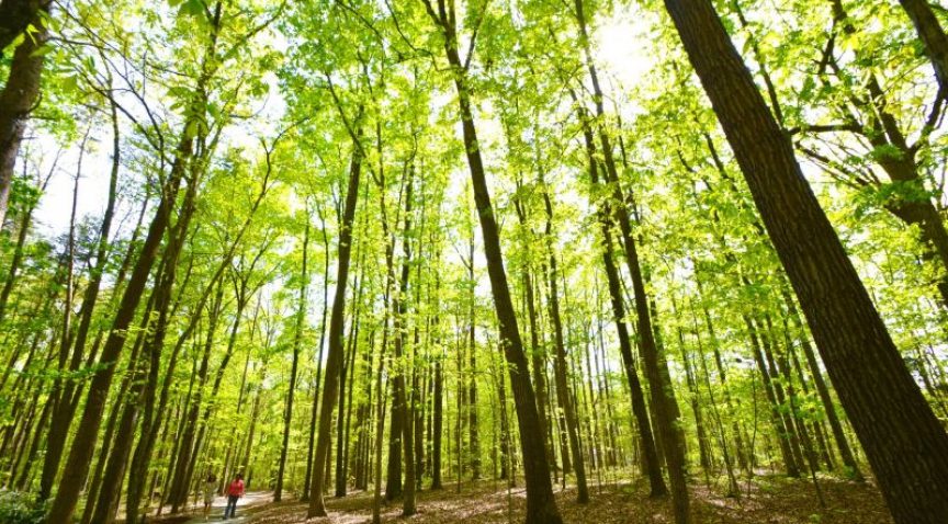 The Meditation Trail